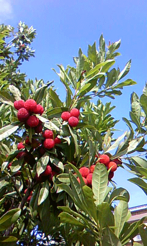 a0150193_044459.gif