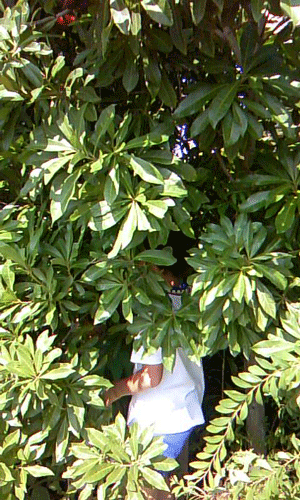 a0150193_0445384.gif
