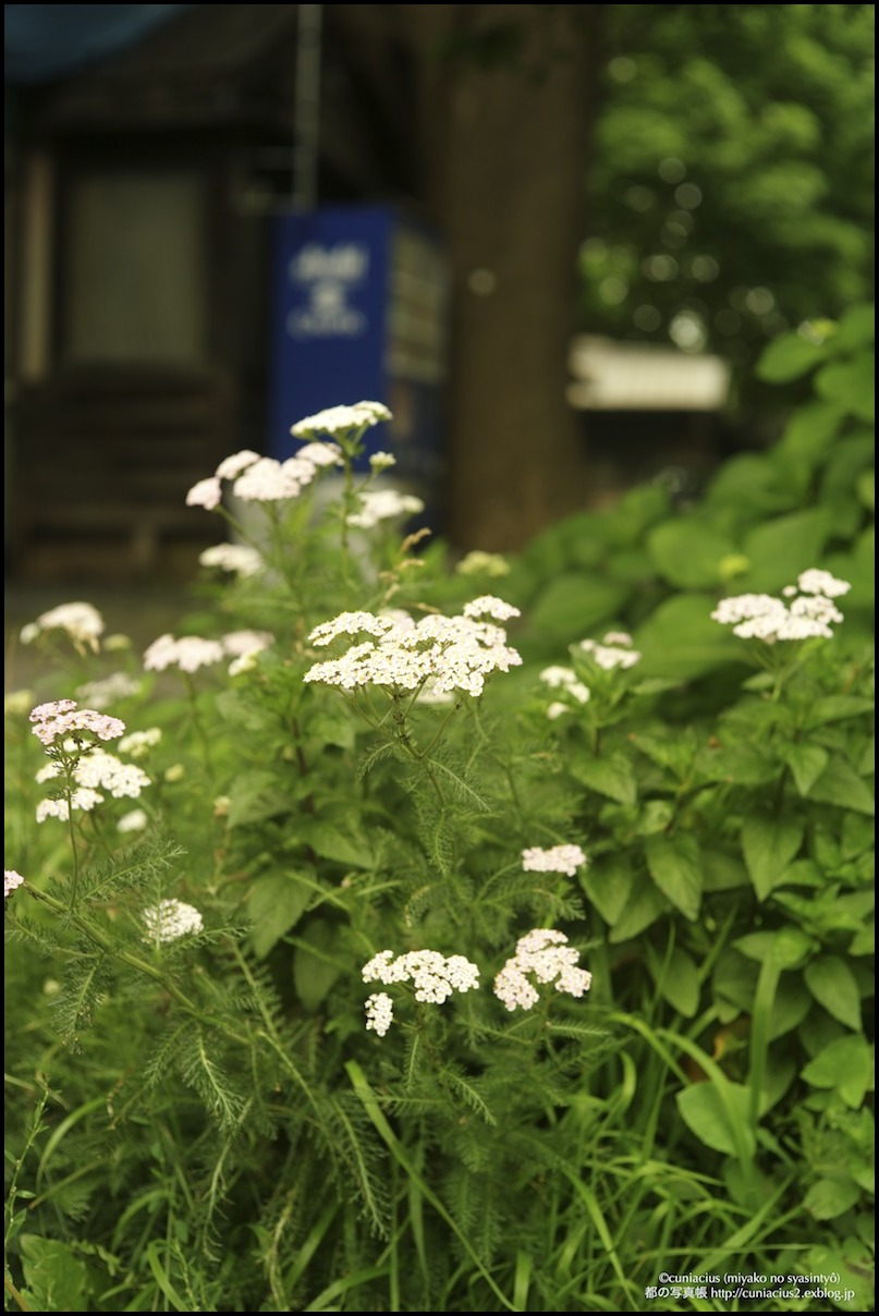 諏訪神社界隈_f0042194_23394174.jpg