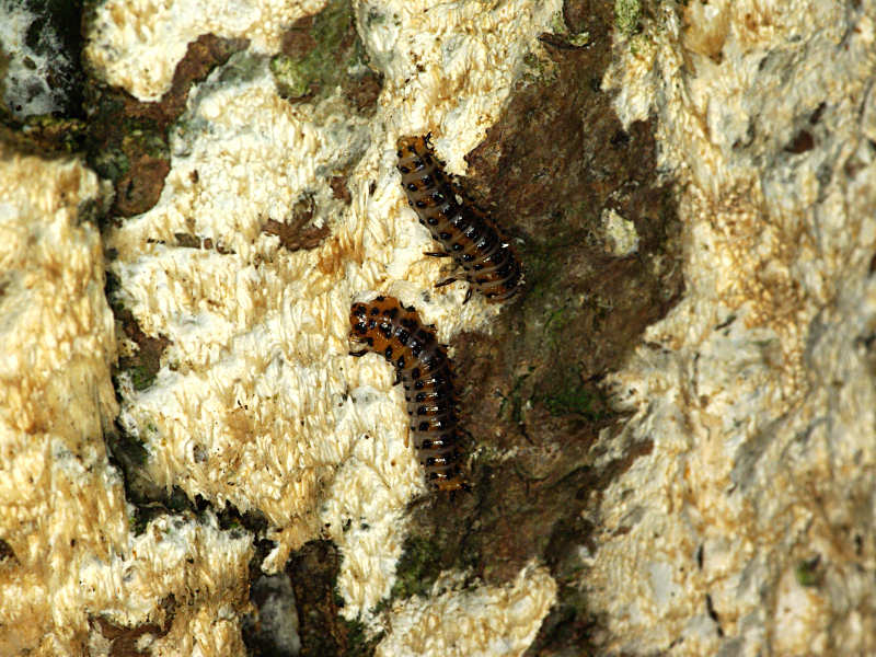 ヒメオビオオキノコ（赤坂公園 2011/07/05撮影）_f0204094_21363538.jpg