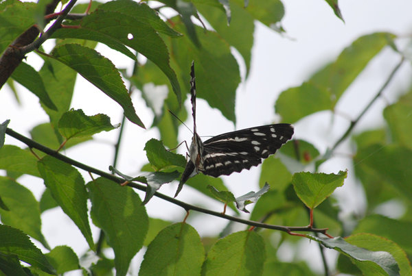 奥多摩夏の蝶（２０１１年７月６日）_c0049095_2014882.jpg