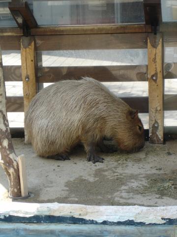 カピバラさんとオフ会 (Kapibara)_d0006400_047343.jpg