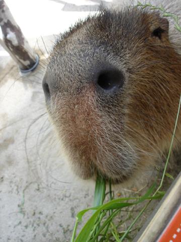 カピバラさんとオフ会 (Kapibara)_d0006400_0483441.jpg