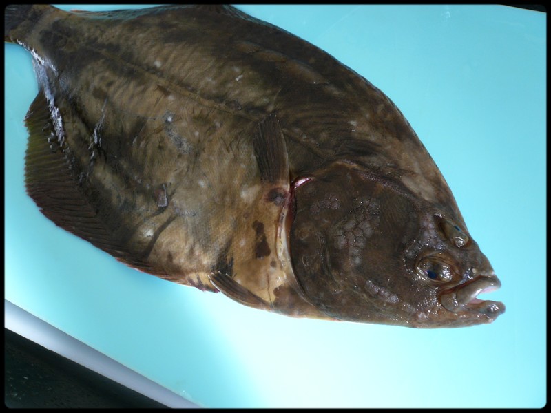イシガレイの捌き方 魚と野菜と私と和ノ香