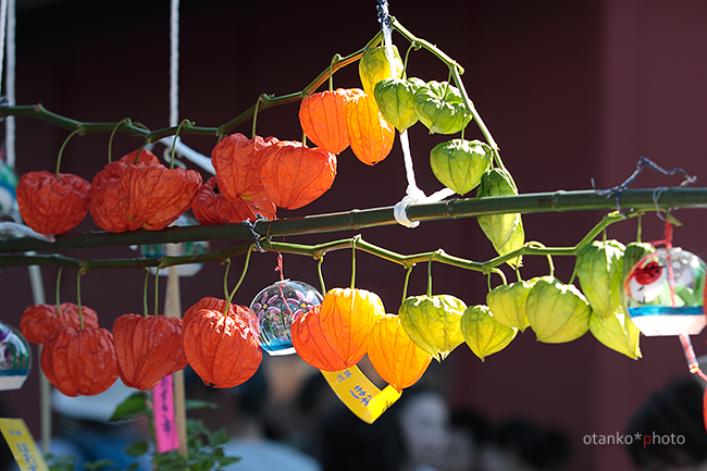 chinese lantern plant _f0228502_119521.jpg