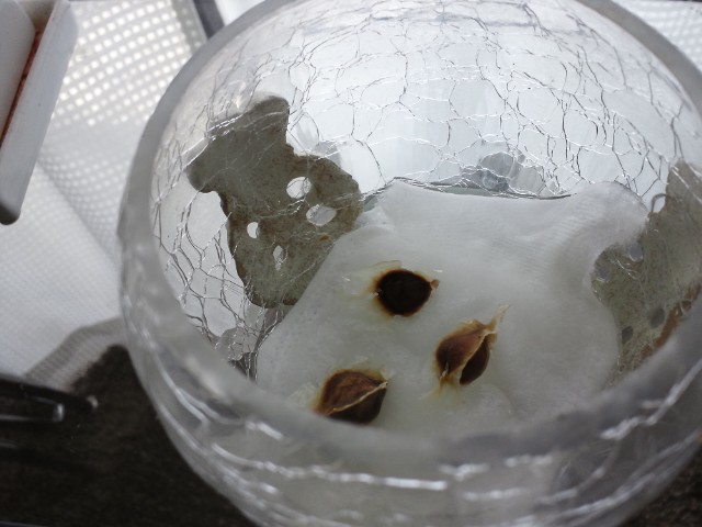 d0095903_212840.jpg