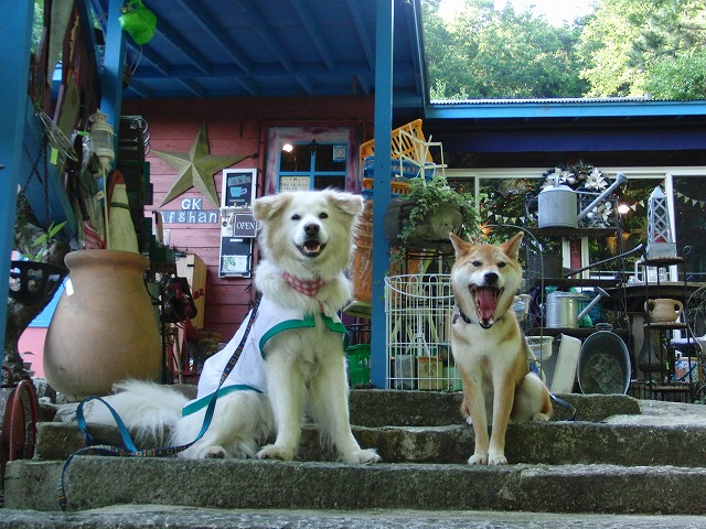 クッキー君とお散歩＆カフェ　／　Cafe & stroll with Cookie_a0032004_253455.jpg