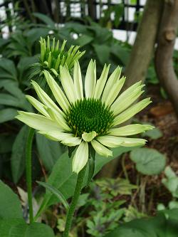爽やかなエキナセア グリーンジュエル Weekend Garden 爽やかなエキナセア グリーンジュエル Weekend Garden