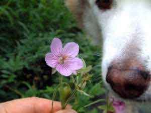 アニーの桜　　　2011.07.11_e0001110_834243.jpg