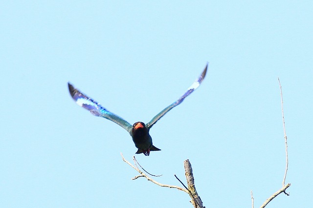 2011　07　11　在庫からブッポウソウ_d0127815_1910756.jpg