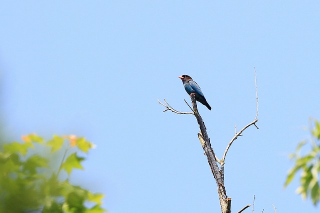 2011　07　11　在庫からブッポウソウ_d0127815_1992038.jpg