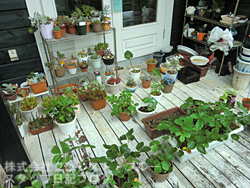 e0100618_1536817.jpg