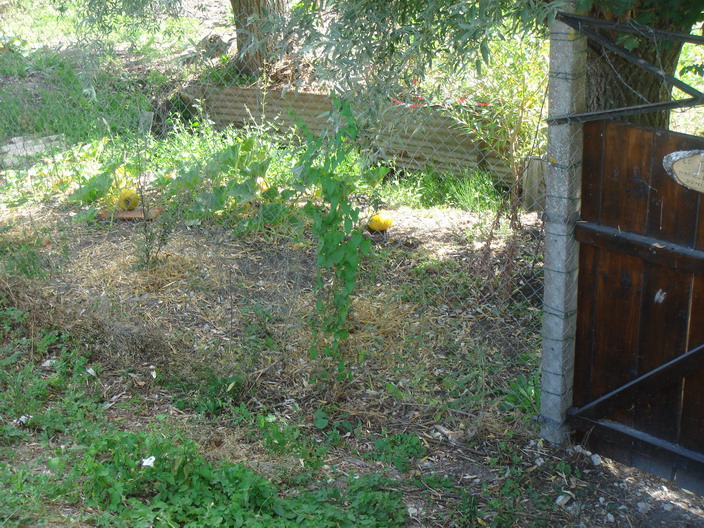 c0124619_435612.jpg