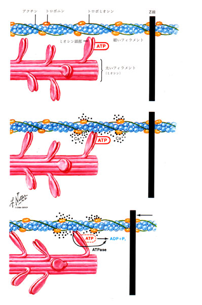 「痛み学」NOTE45.  筋肉はどのようにして縮むのか③_c0113928_23554680.jpg