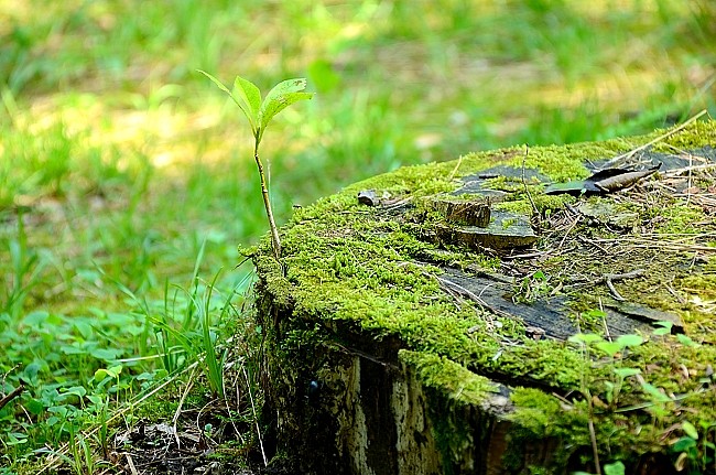 e0055138_15501785.jpg