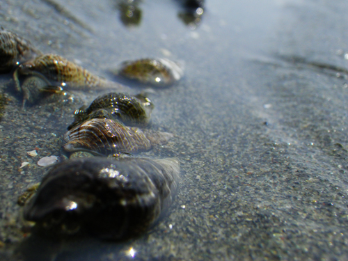 ((浜名湖のサイトフィッシング))_f0055244_11201125.jpg