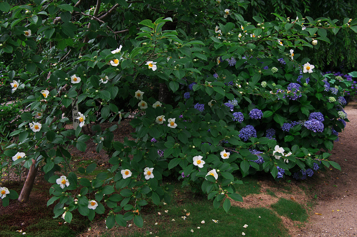 アジサイと沙羅の花(法金剛院)_f0155048_23473456.jpg