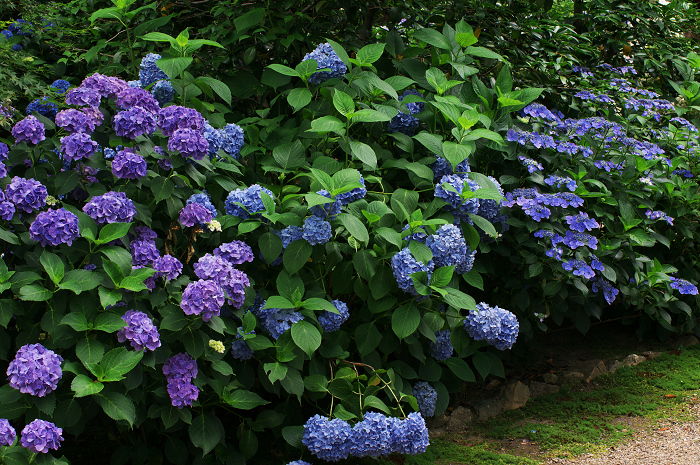 アジサイと沙羅の花(法金剛院)_f0155048_23481313.jpg