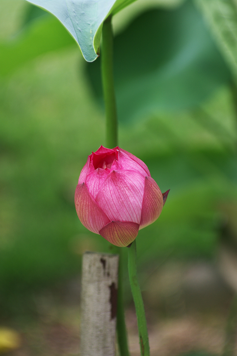 アジサイと沙羅の花(法金剛院)_f0155048_23481592.jpg