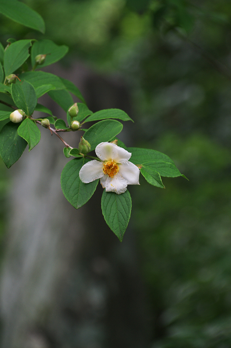 アジサイと沙羅の花(法金剛院)_f0155048_2348171.jpg