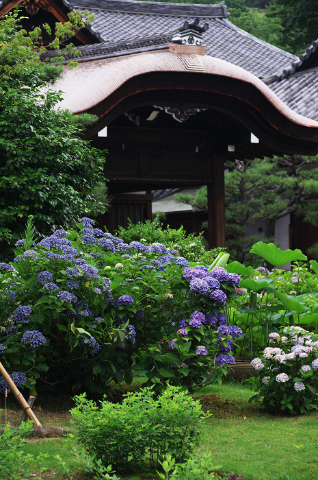 アジサイと沙羅の花(法金剛院)_f0155048_23481998.jpg