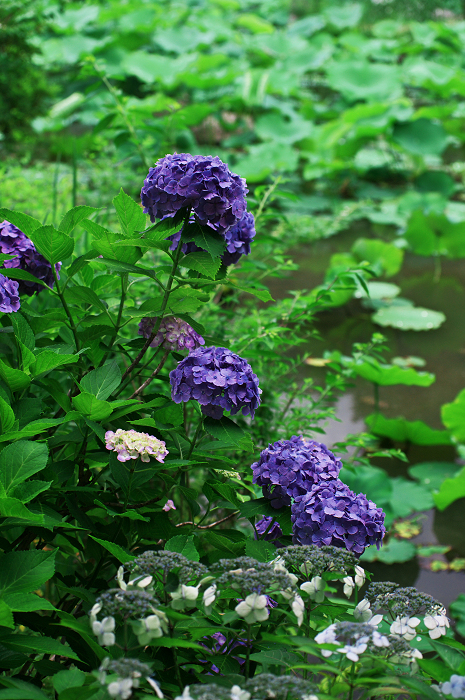 アジサイと沙羅の花（法金剛院）_f0155048_23482438.jpg