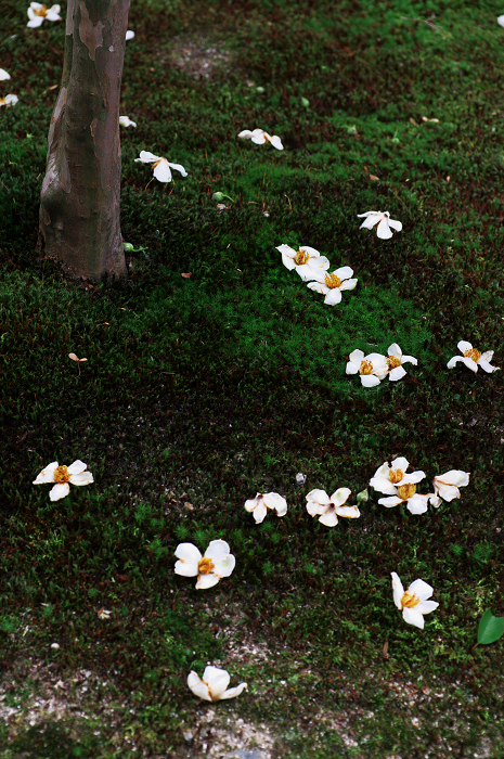 アジサイと沙羅の花(法金剛院)_f0155048_2348433.jpg