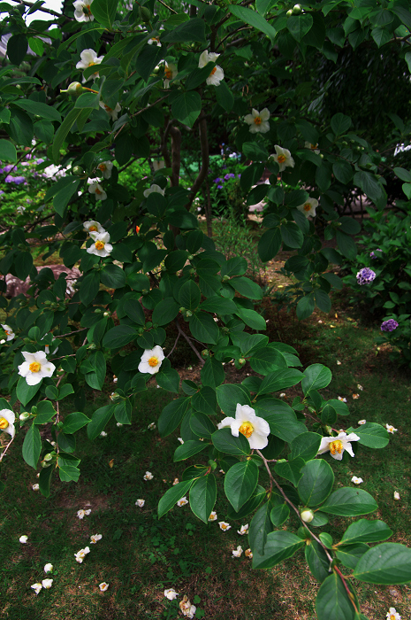 アジサイと沙羅の花(法金剛院)_f0155048_23484786.jpg