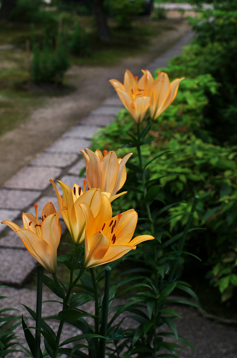 アジサイと沙羅の花(法金剛院)_f0155048_2348662.jpg