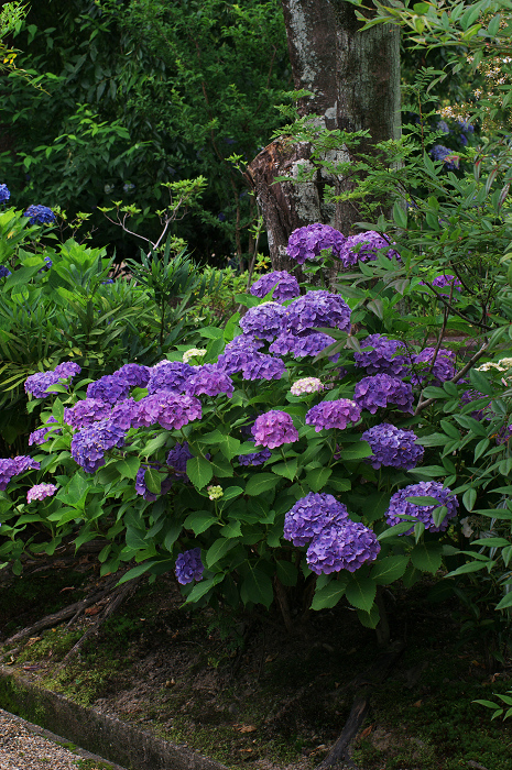 アジサイと沙羅の花(法金剛院)_f0155048_2348979.jpg