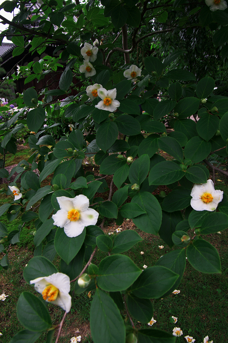 アジサイと沙羅の花(法金剛院)_f0155048_2349820.jpg