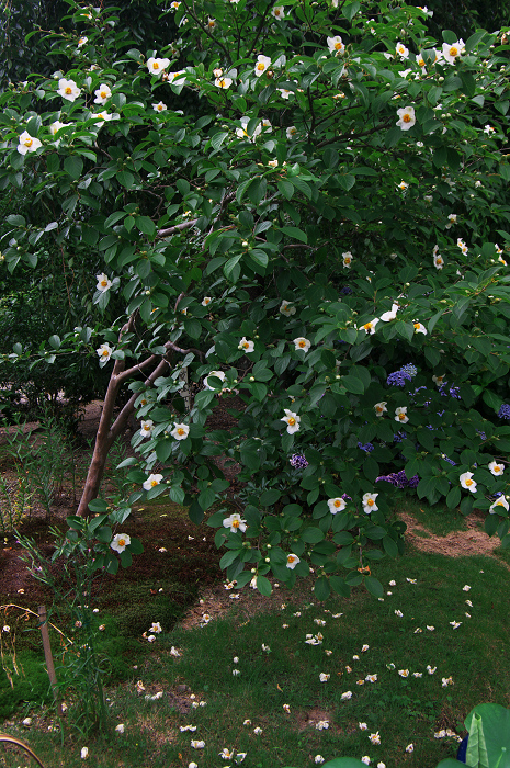 アジサイと沙羅の花(法金剛院)_f0155048_23512968.jpg