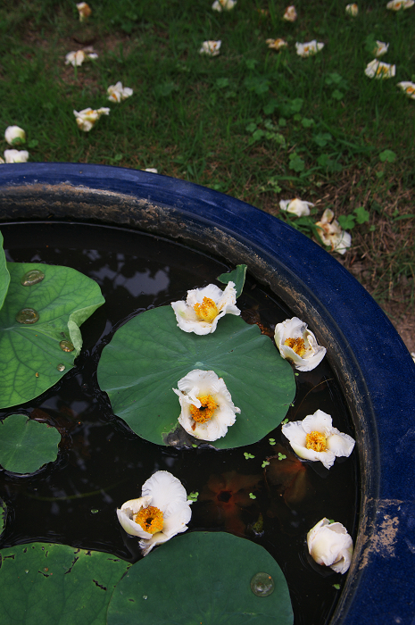 アジサイと沙羅の花(法金剛院)_f0155048_2351495.jpg