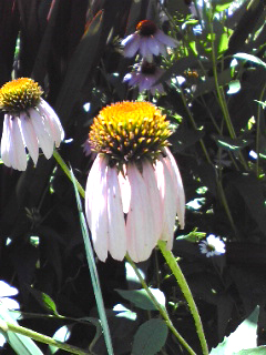 d0218056_849276.jpg