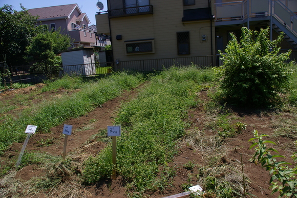 ジャガイモ掘り大会/ harvesting potato_a0186568_23334633.jpg