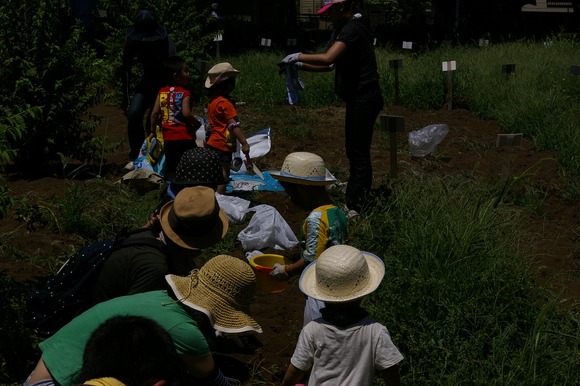 ジャガイモ掘り大会/ harvesting potato_a0186568_23343351.jpg