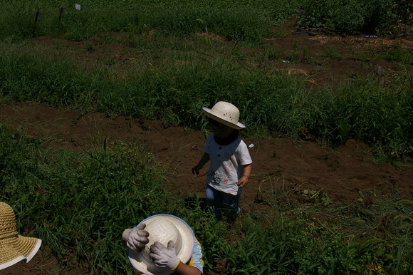 ジャガイモ掘り大会/ harvesting potato_a0186568_2336235.jpg