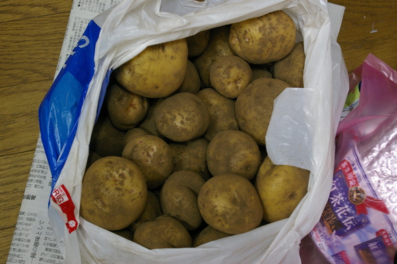ジャガイモ掘り大会/ harvesting potato_a0186568_2338313.jpg
