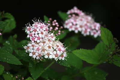 c0152779_1436389.jpg