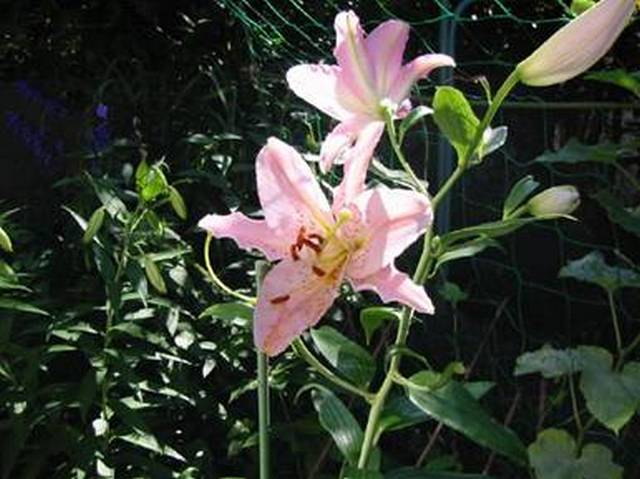 f0079990_920811.jpg