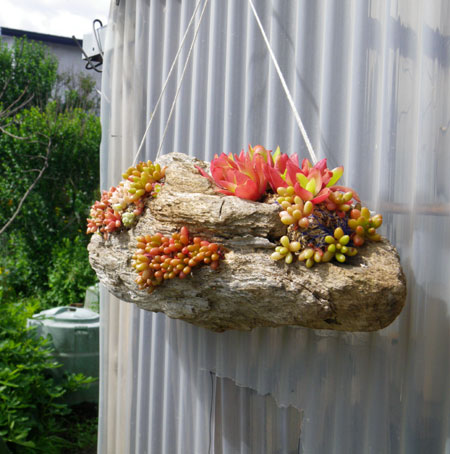 多肉植物の寄せ植え２０１１_a0136293_16251557.jpg
