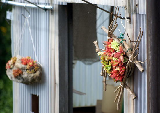 多肉植物の寄せ植え２０１１_a0136293_16274546.jpg