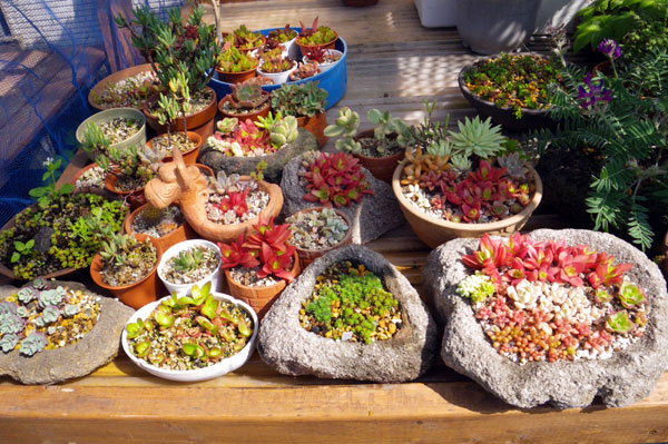 多肉植物の寄せ植え２０１１_a0136293_1632454.jpg