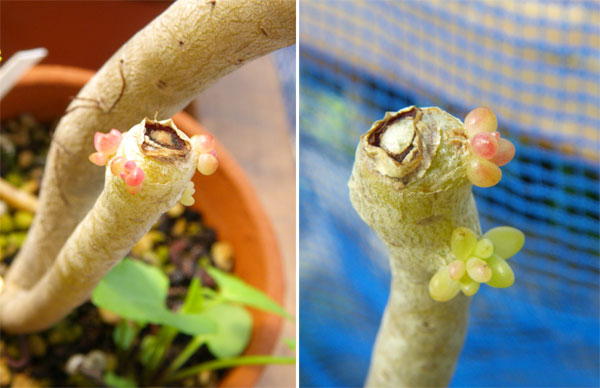 多肉植物の寄せ植え２０１１_a0136293_16351135.jpg