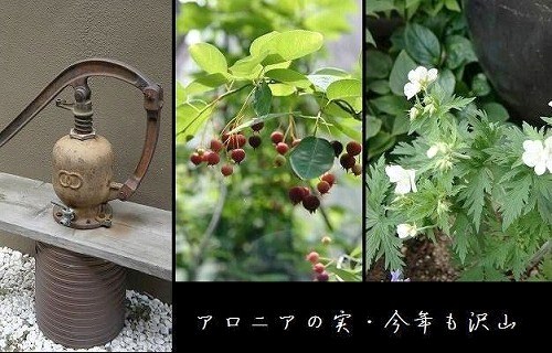 庭の花を～_e0207097_9491752.jpg