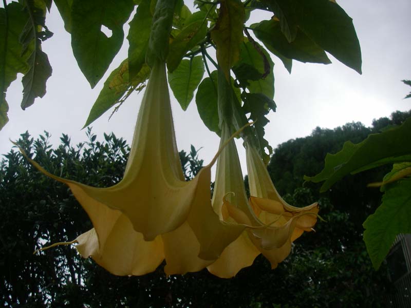 c0085098_8573643.jpg