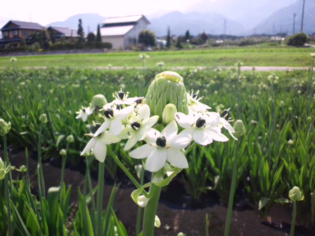 オオニソガラム Ja上伊那花き部会 最新ニュース