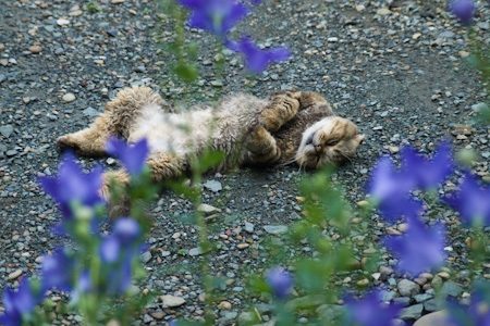 天に星　地に花　猫に愛_f0239100_2301238.jpg