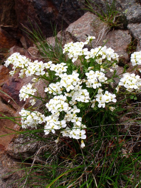 c0177814_1632331.jpg