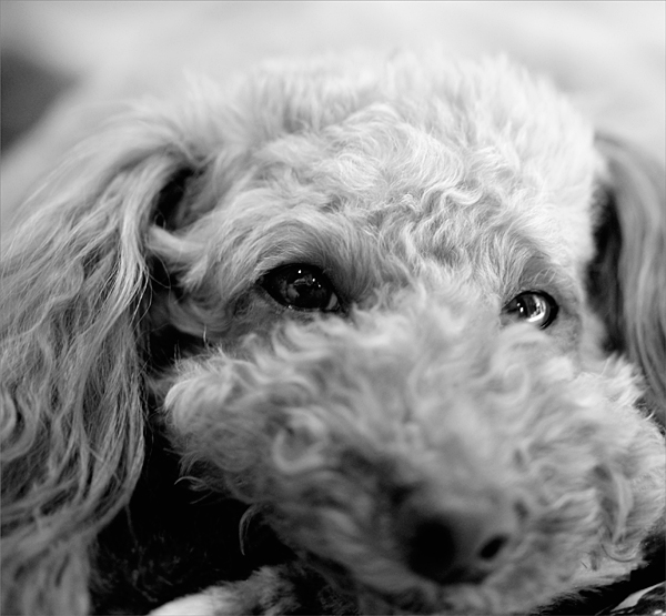 犬のヘルニアの見分け方 : トイプードルＬＡＭＹちゃんとの生活♪